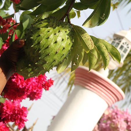 Sweetsop Jamaica Villa And Tours Montego Bay Dış mekan fotoğraf
