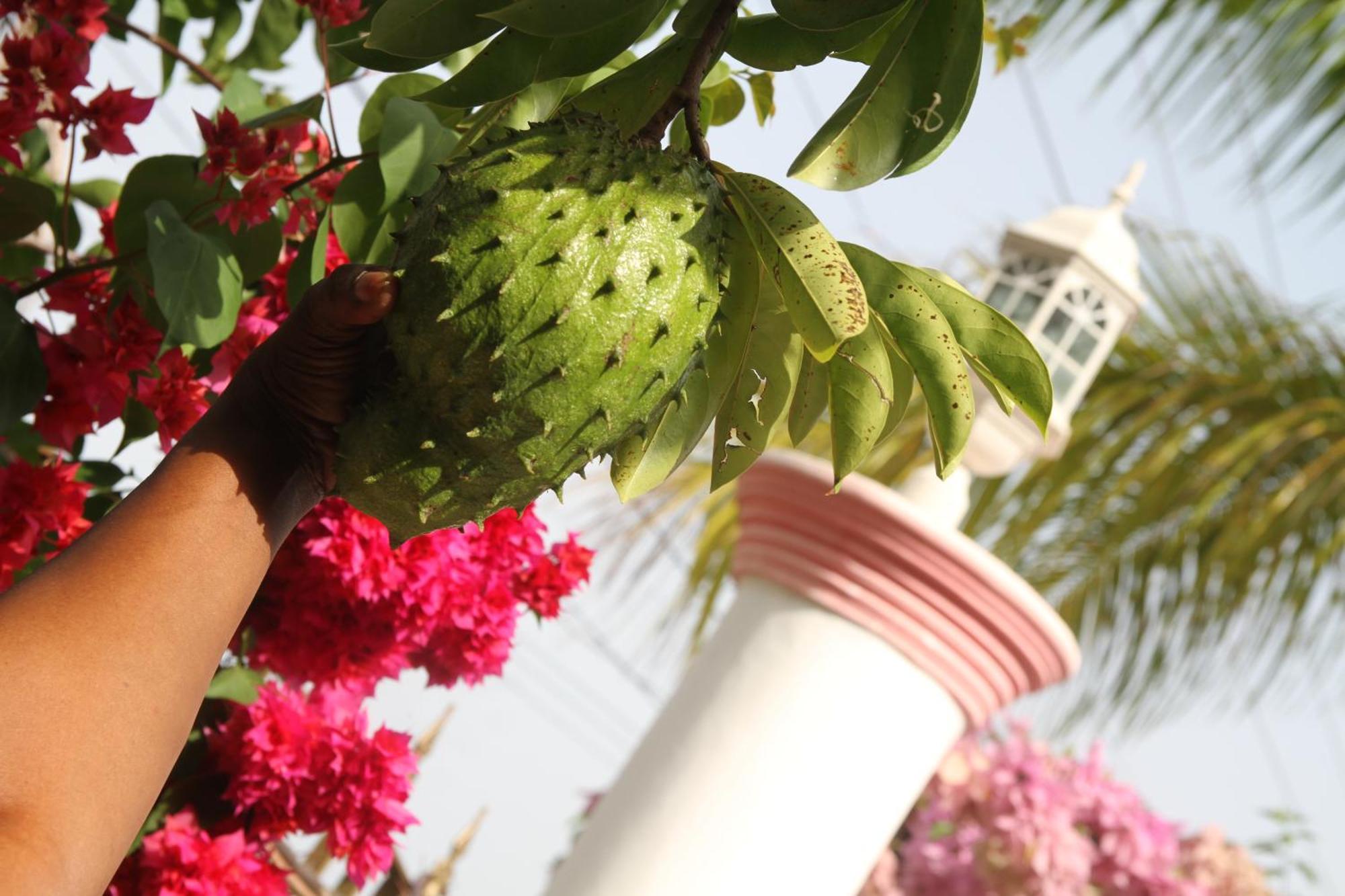 Sweetsop Jamaica Villa And Tours Montego Bay Dış mekan fotoğraf