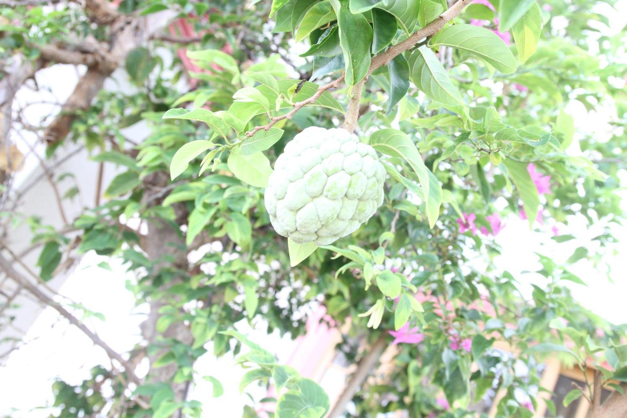 Sweetsop Jamaica Villa And Tours Montego Bay Dış mekan fotoğraf